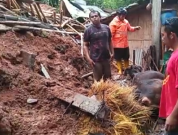 Rumah Warga Hancur Tertimpa Tanah Longsor di Gunungkidul, Satu Ekor Sapi Tewas